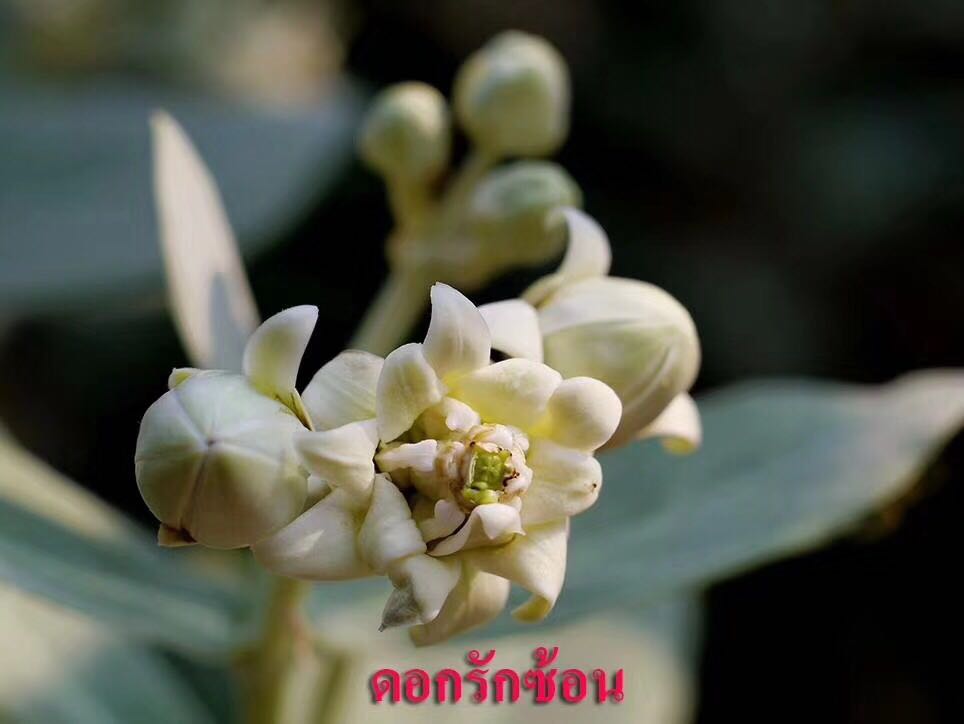 泰国佛牌用料中常说的湾类植物是什么呢？